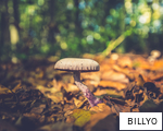 BILLYO anagram