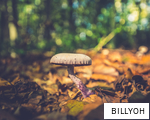 BILLYOH anagram