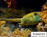 BINARIES anagram