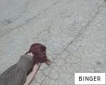 BINGER anagram