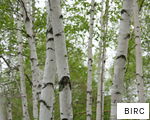 BIRC anagram