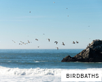BIRDBATHS anagram