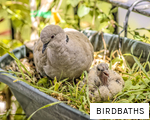BIRDBATHS anagram