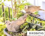 BIRDBATHS anagram