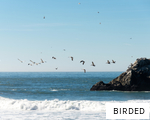BIRDED anagram