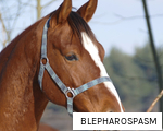 BLEPHAROSPASM anagram