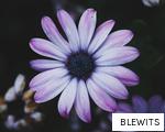 BLEWITS anagram