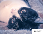 BLOAT anagram