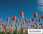BLOOMER anagram