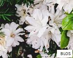 BLOS anagram