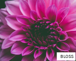 BLOSS anagram