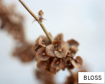 BLOSS anagram