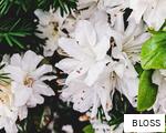 BLOSS anagram