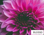 BLOSSO anagram