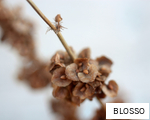 BLOSSO anagram