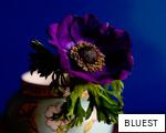 BLUEST anagram