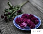 BLUEST anagram