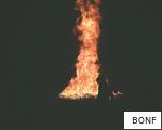BONF anagram