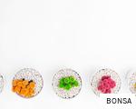 BONSA anagram