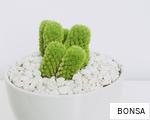 BONSA anagram