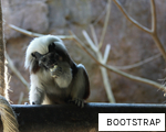 BOOTSTRAP anagram