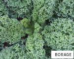 BORAGE anagram