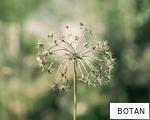BOTAN anagram