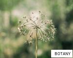 BOTANY anagram