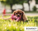 BOWKNOT anagram