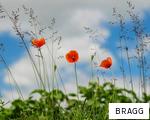 BRAGG anagram