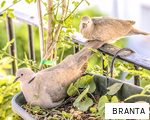 BRANTA anagram