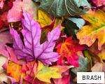 BRASH anagram