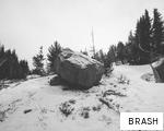 BRASH anagram
