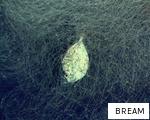 BREAM anagram