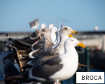BROCA anagram