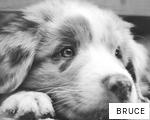 BRUCE anagram
