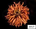 BRUT anagram