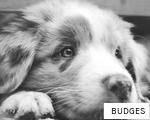 BUDGES anagram