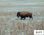 BUFF anagram