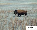 BUFFAL anagram
