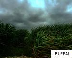 BUFFAL anagram