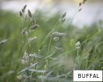 BUFFAL anagram