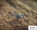 BUGS anagram