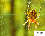 BUGS anagram