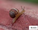 BUGS anagram
