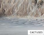 CACTUSES anagram
