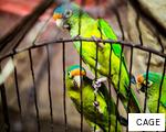 CAGE anagram