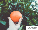 CAJOLED anagram