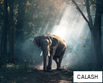 CALASH anagram