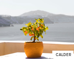 CALDER anagram